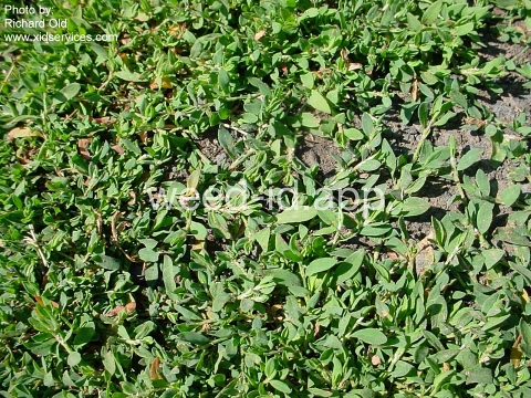 knotweed, prostrate